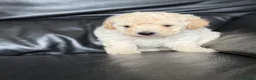 Poochon dogs for sale: Outstanding F1 health tested puppies - Advert 21