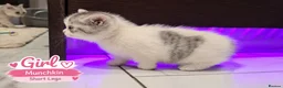 Munchkin cats for sale: Munchkin Kittens. Munchkin cross Scottish Straight - Advert 8