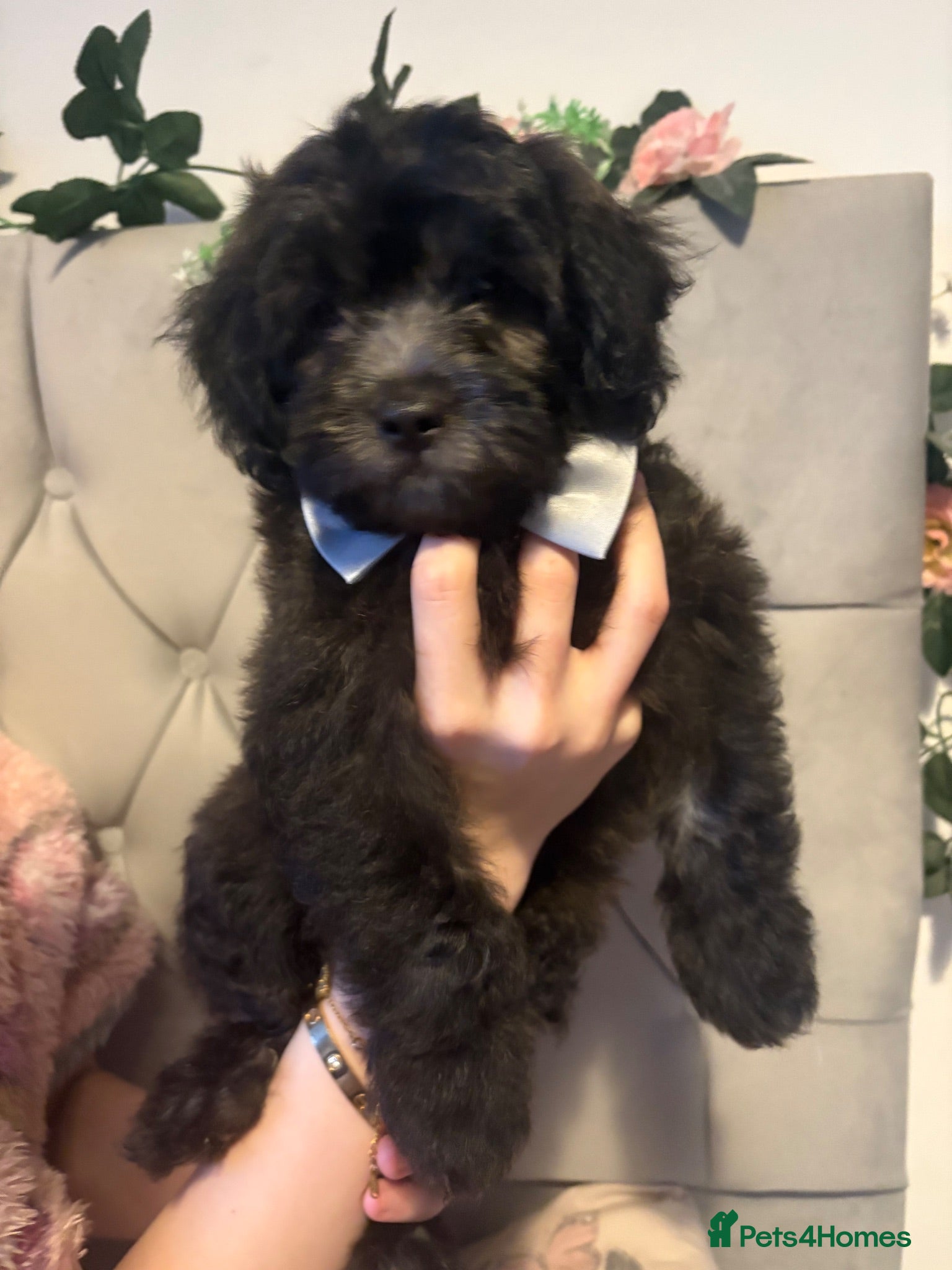 Shihpoo dogs READY NOW! 🧸🤎 Adorable F1B Shihpoo puppies  - Advert 2