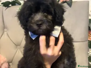 Shihpoo dogs READY NOW! 🧸🤎 Adorable F1B Shihpoo puppies - Advert 2
