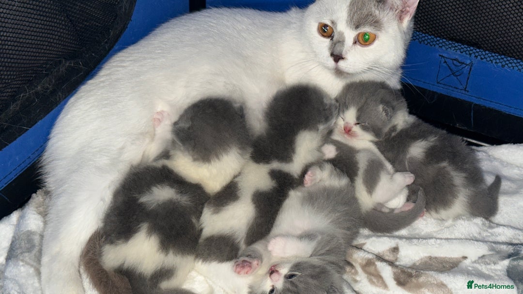 British Shorthair cats for sale: BSH BICOLOR KITTENS FROM 🏆CHAMPIONS LINE🏆 - Image 8