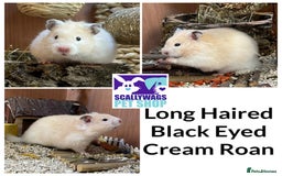 Hamster rodents for sale: Friendly Well Handled Syrian Hamsters - Image 9