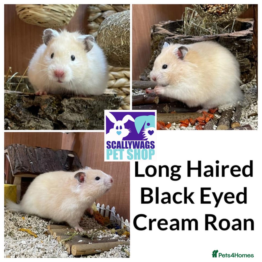 Hamster rodents for sale: Friendly Well Handled Syrian Hamsters - Image 9