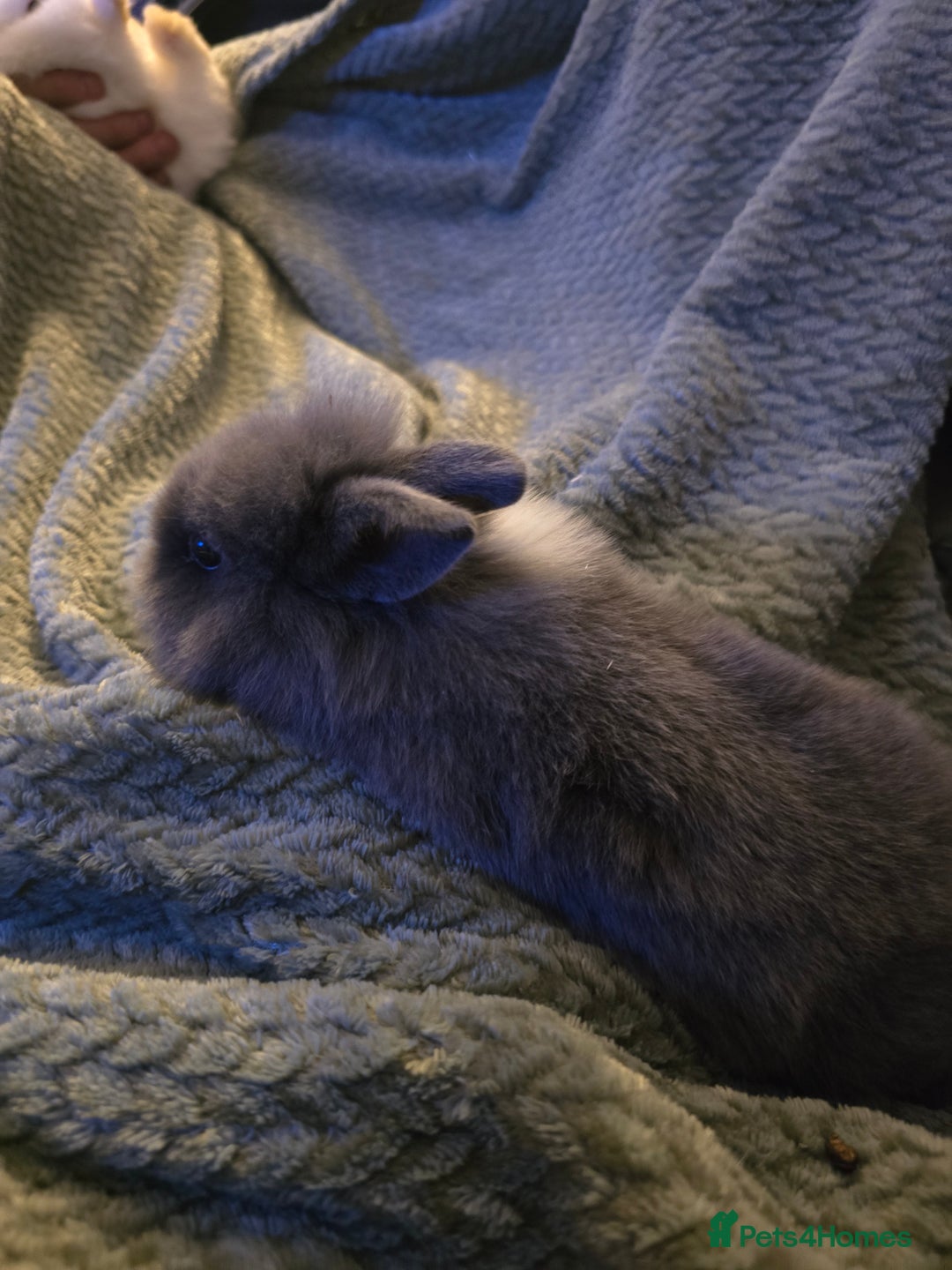 Mixed Breed rabbits for sale: Rabbits for sale.  - Advert 14