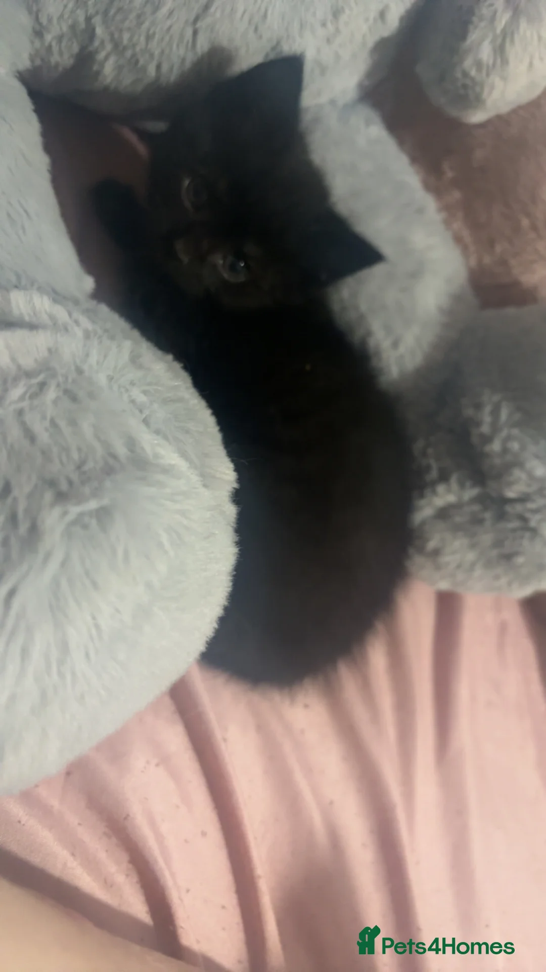 Mixed Breed cats for sale: Black female mix breed maine coon  - Advert 2