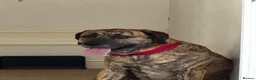 Mixed Breed dogs for stud: Mr Sunny  - Advert 11