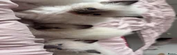 Ragdoll cats for sale: Pure breed ragdolls  - Advert 2
