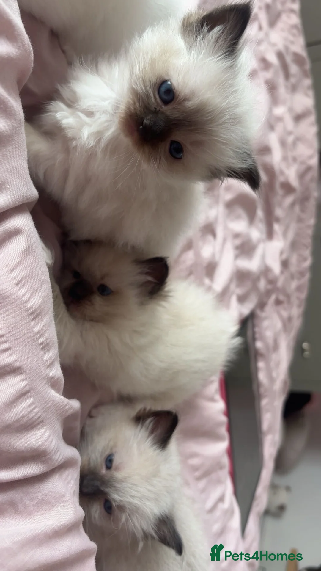 Ragdoll cats for sale: Pure breed ragdolls  - Advert 2