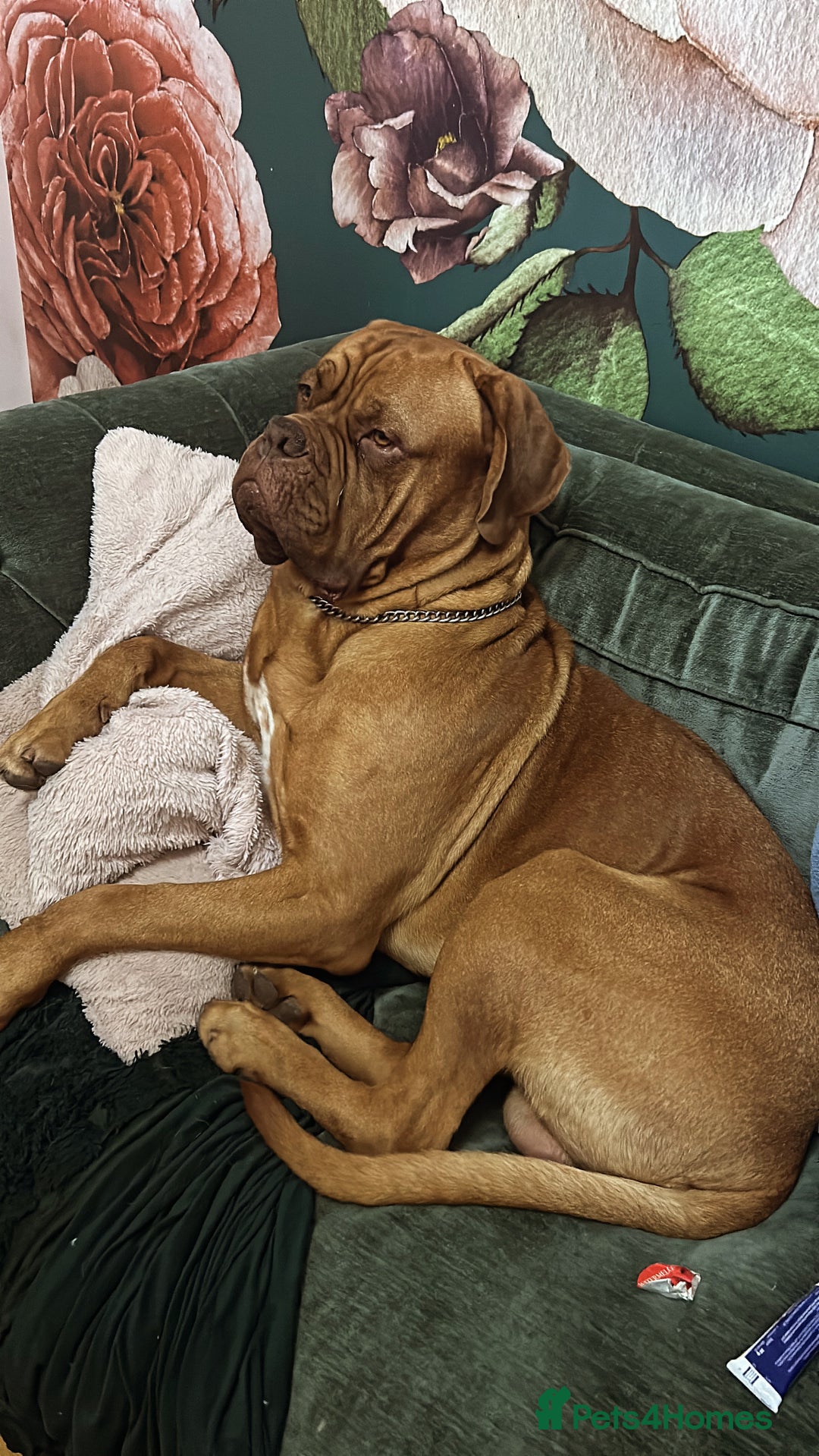 Dogue De Bordeaux dogs for stud: Full pedigree dogue de bourdeaux Stud  Available  - Advert 8
