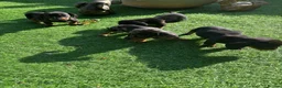 Dachshund dogs for sale: 4 beautiful boys  - Advert 5