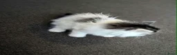 Mixed Breed cats for sale: Fluffy Kittens ✨  in Nottingham - Advert 3