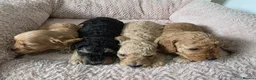 Cockapoo dogs for sale: 2 F1b Cockapoo Boys. DNA HEALTH TESTED - Advert 22