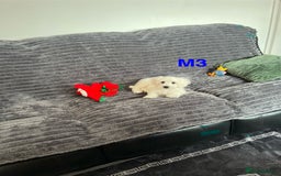 Maltese dogs for sale: Bichon puppies  in Coventry - Image 5