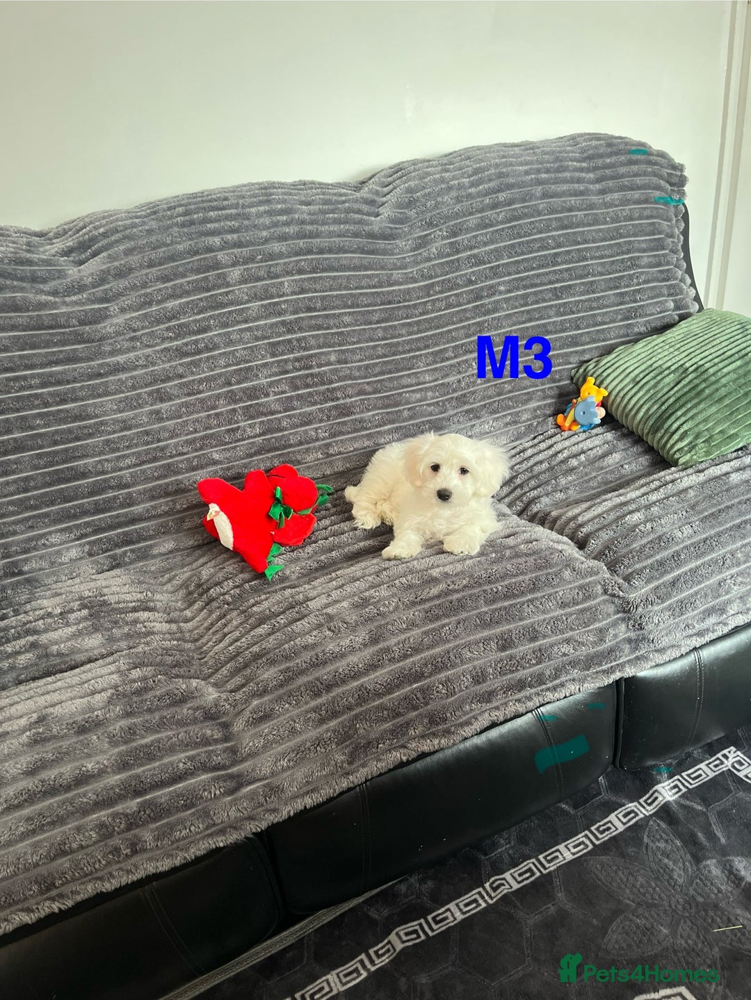 Maltese dogs for sale: Bichon puppies  in Coventry - Image 5