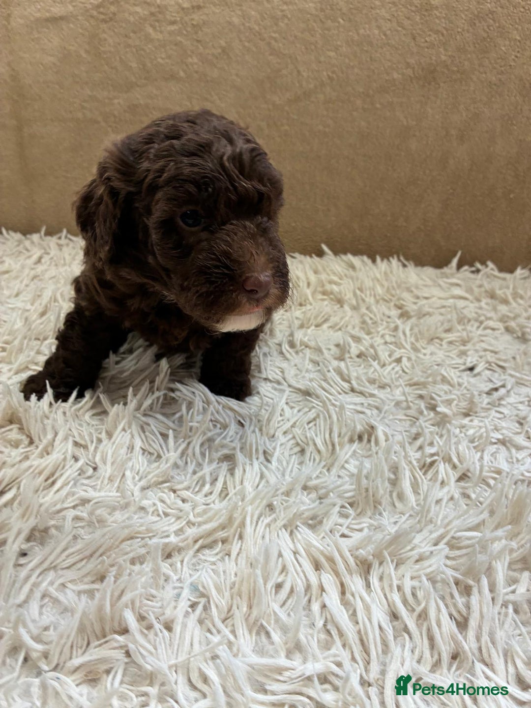Sproodle dogs for sale: Lovely Sproodles (Springerpoos) - Image 12