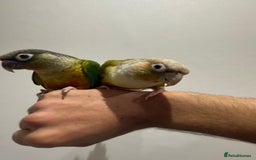 Conures birds for sale: Beautiful hand tamed conures  - Image 5