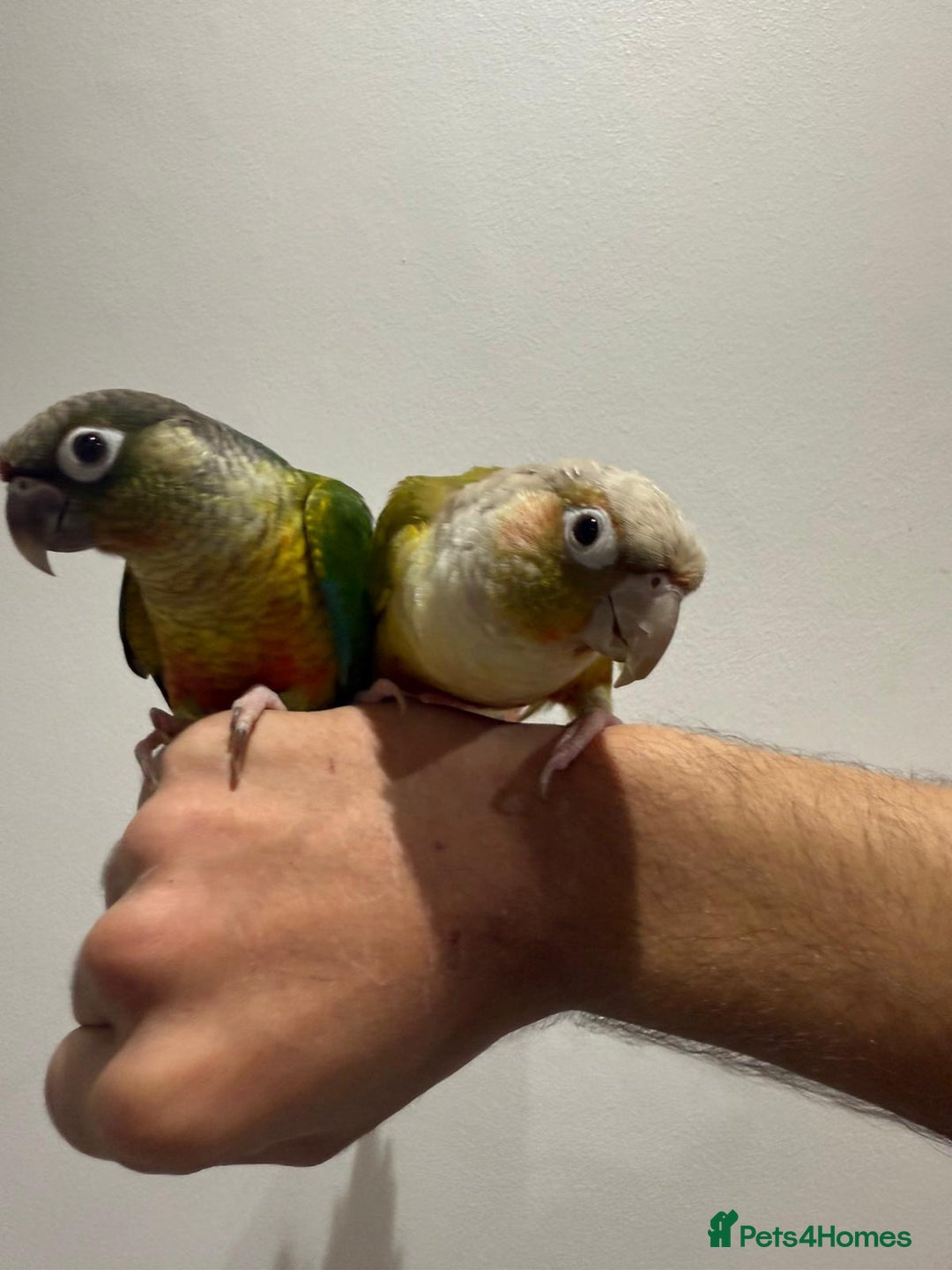 Conures birds for sale: Beautiful hand tamed conures  - Image 5
