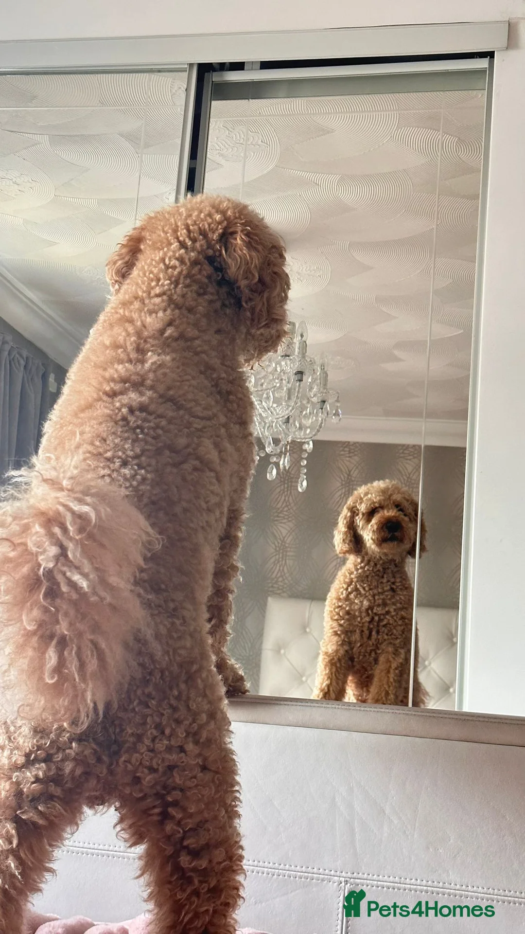 Labradoodle dogs for stud: Teddy mini labradoodle  in Liverpool - Advert 2