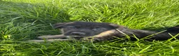 German Shepherd dogs for sale: Beautiful German Shepherd Puppies for Sale. - Advert 9