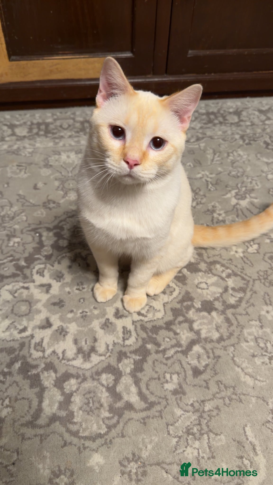 Mixed Breed cats for sale: Beautiful Half British Shorthair x Bengal Kittens  - Advert 1