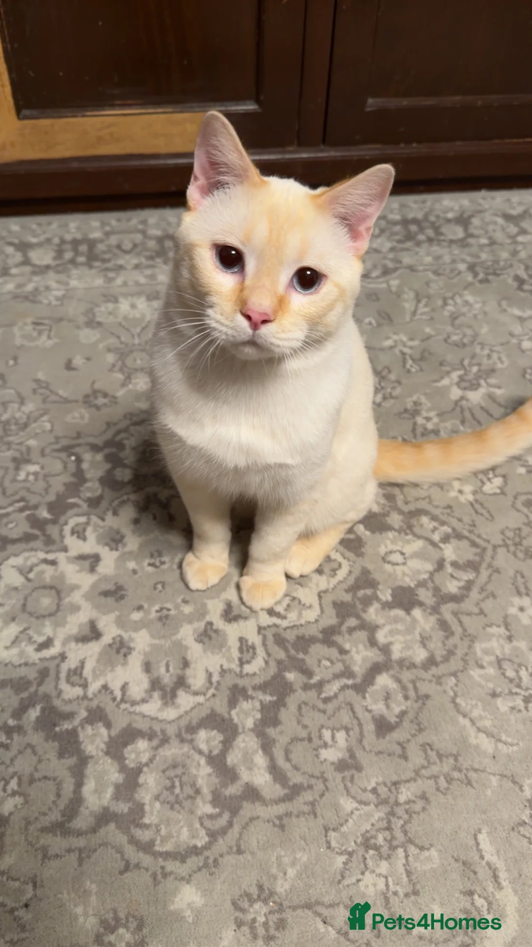 Mixed Breed cats for sale: Beautiful Half British Shorthair x Bengal Kittens  - Advert 1