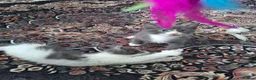 Mixed Breed cats for sale: Stunning mixed breed kittens - Advert 14