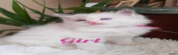Ragdoll cats for sale: PUREBRED RAGDOLL KITTENS GCCF REGISTERED  - Advert 16