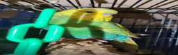 Budgerigars birds for sale: Young budgies for sale in Falkirk - Advert 6