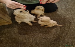 Cavapoo dogs for sale: Two beautiful cavapoo pups for sale - Advert 7