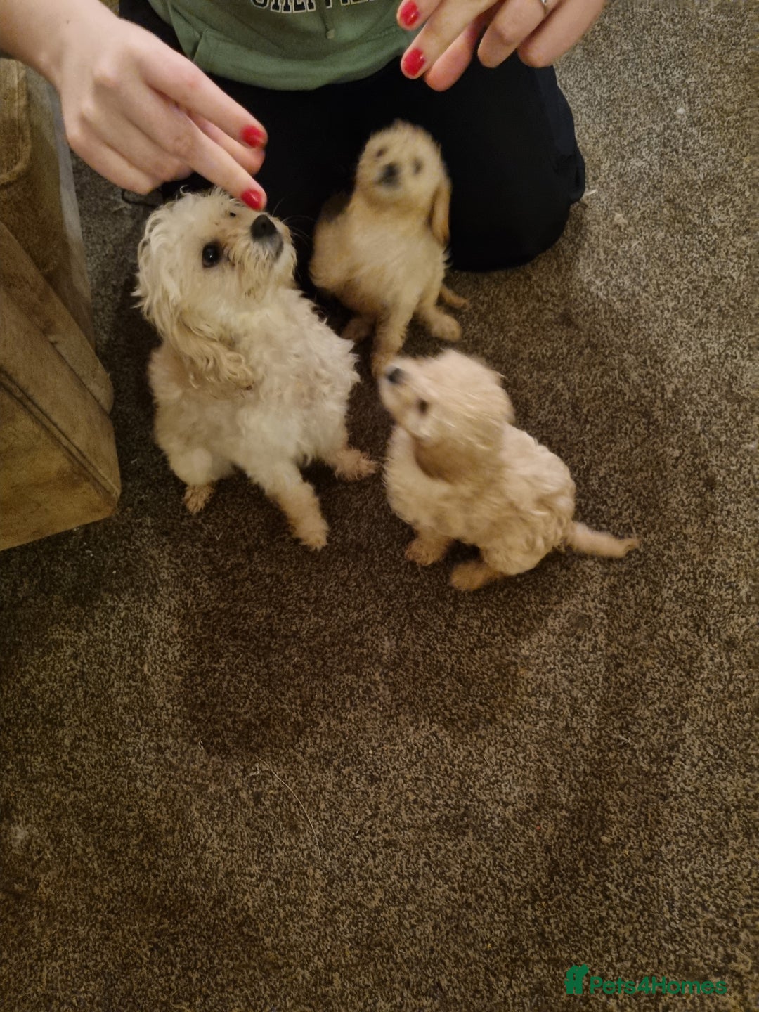 Cavapoo dogs for sale: Two beautiful cavapoo pups for sale - Advert 7