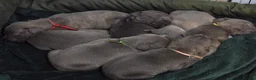 Staffordshire Bull Terrier dogs for sale: Blue and White staffy pups for sale in Salford - Advert 2