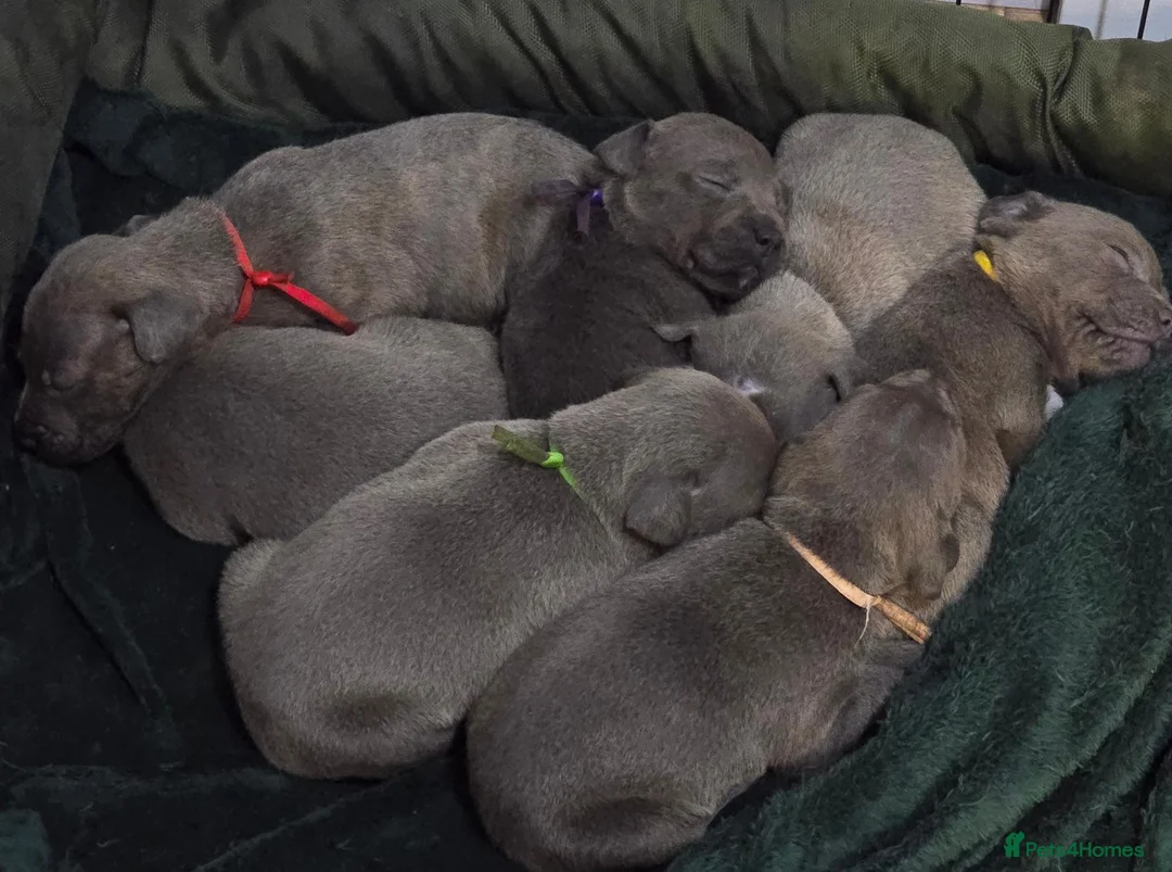 Staffordshire Bull Terrier dogs for sale: Blue and White staffy pups for sale in Salford - Advert 2