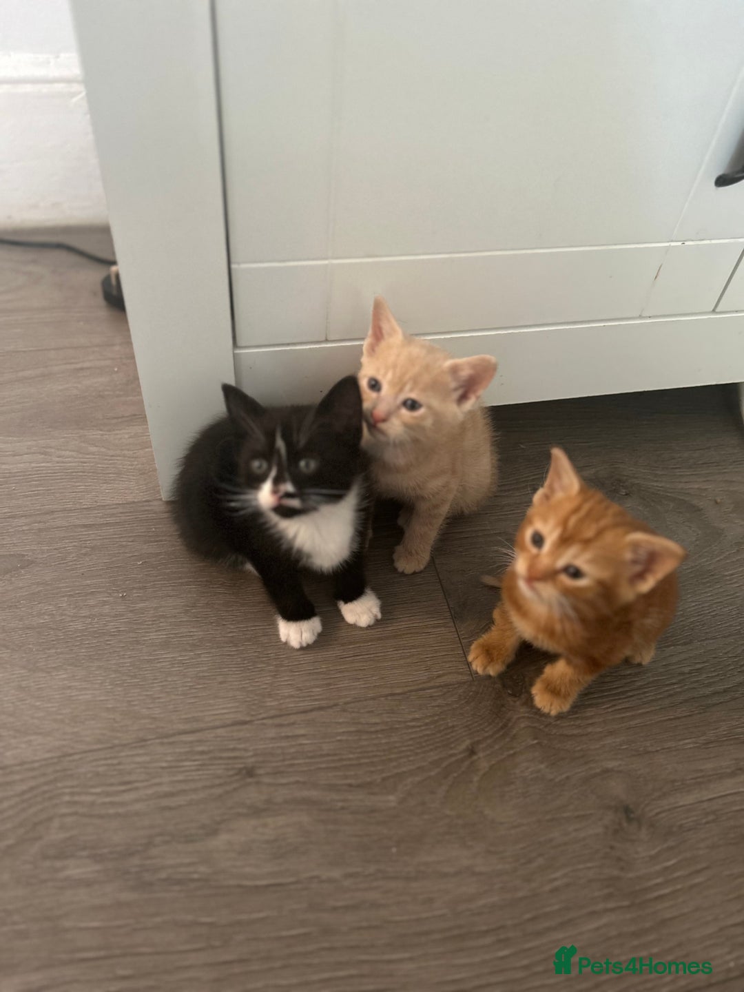 Mixed Breed cats for sale: 3 beautiful kittens for sale  - Image 6