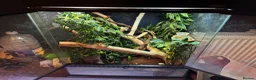 Bearded Dragon reptiles for sale: Bearded dragons & geckos  in Hereford - Advert 10