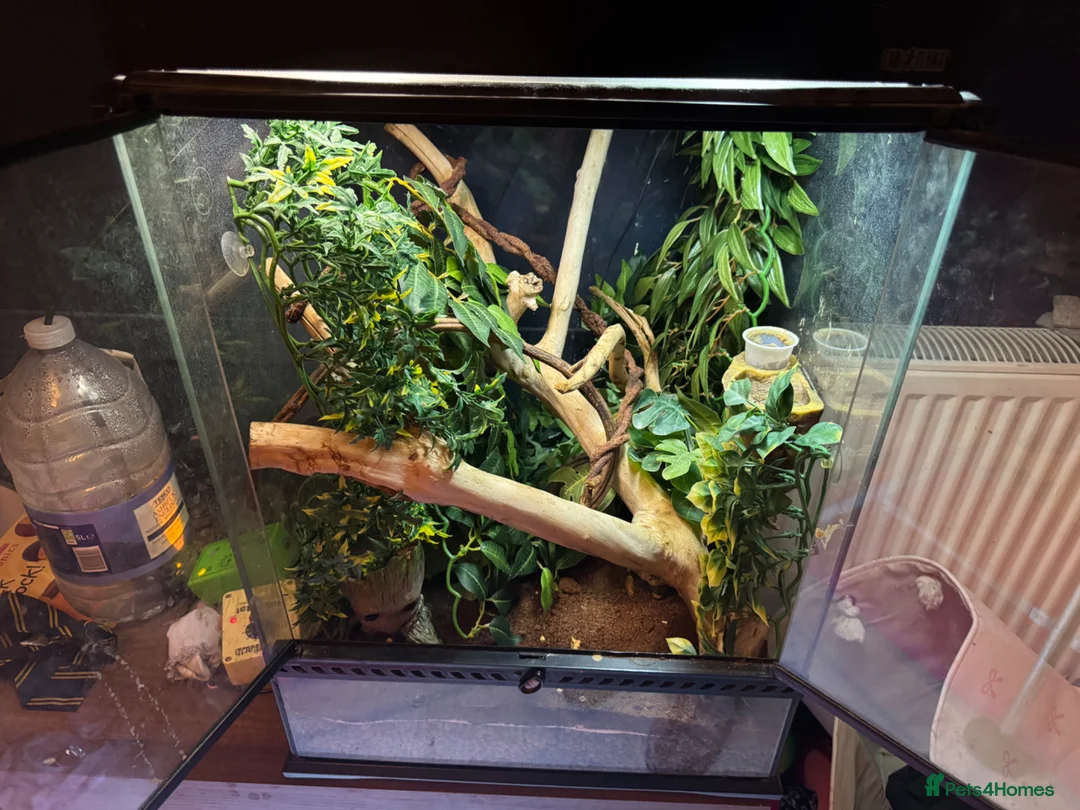 Bearded Dragon reptiles for sale: Bearded dragons & geckos  in Hereford - Advert 10