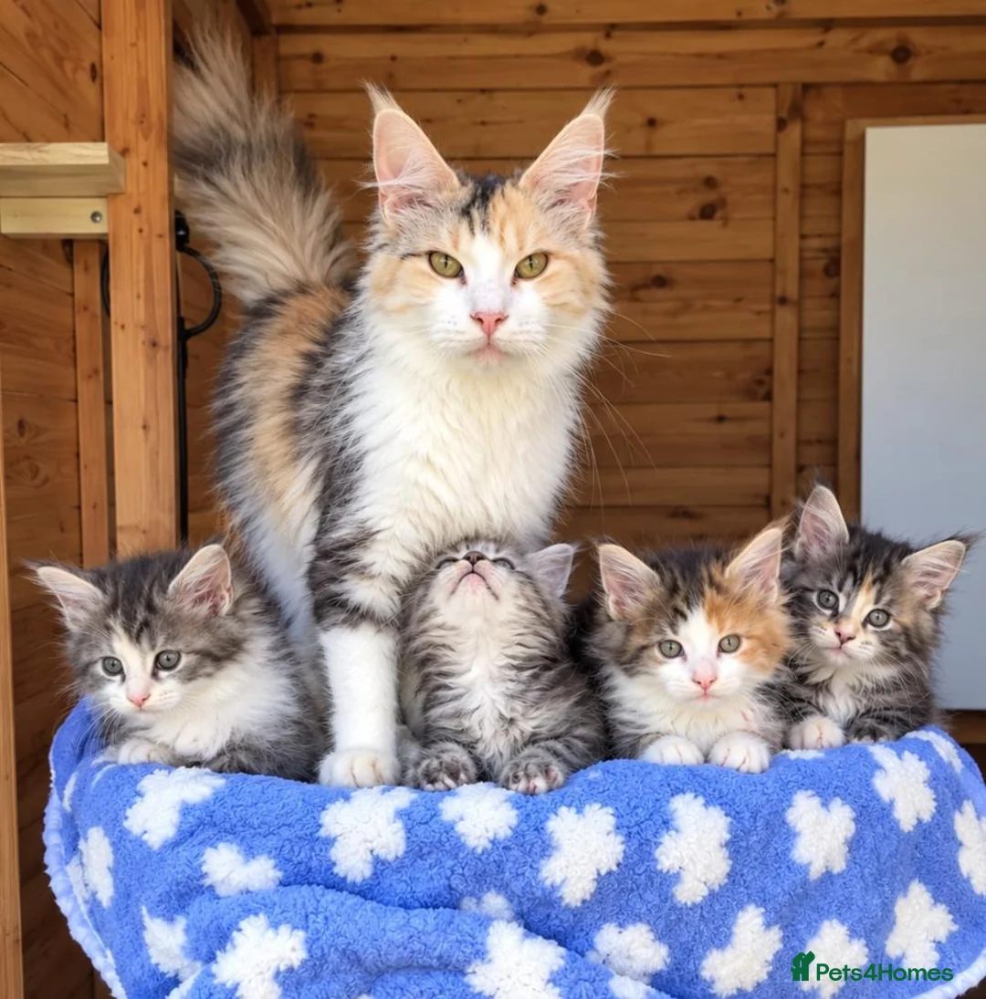 Maine Coon cats for sale: Beautiful Mainecoon kittens  - Advert 2
