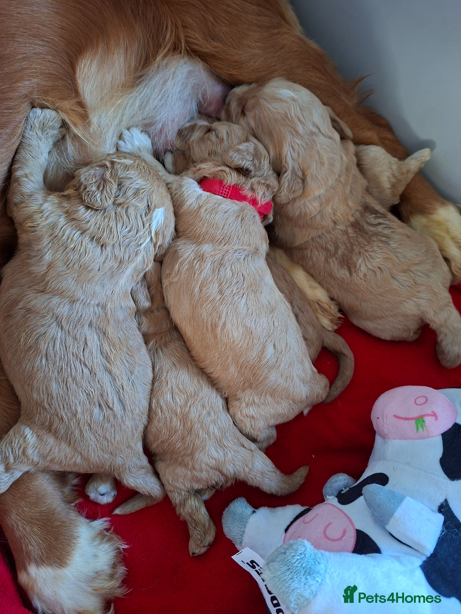 Cockapoo dogs F1 Cockapoo puppies  - Advert 1