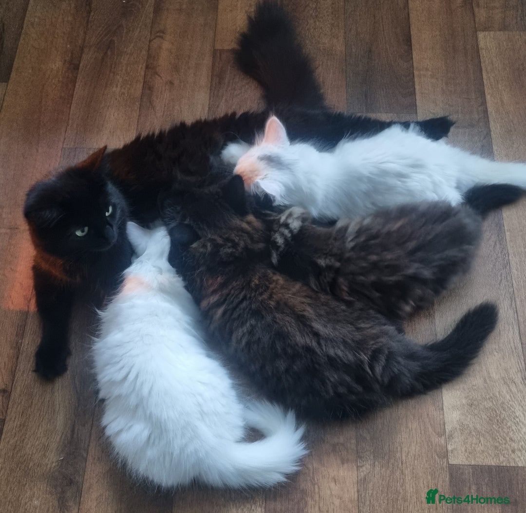 Mixed Breed cats for sale: Cute kittens - Image 39