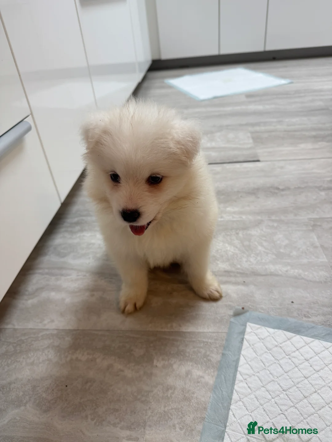 Samoyed dogs for sale: Samoyed Puppies - Advert 7