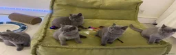 British Shorthair cats for sale: GCCF registered British shorthair kittens  - Advert 6