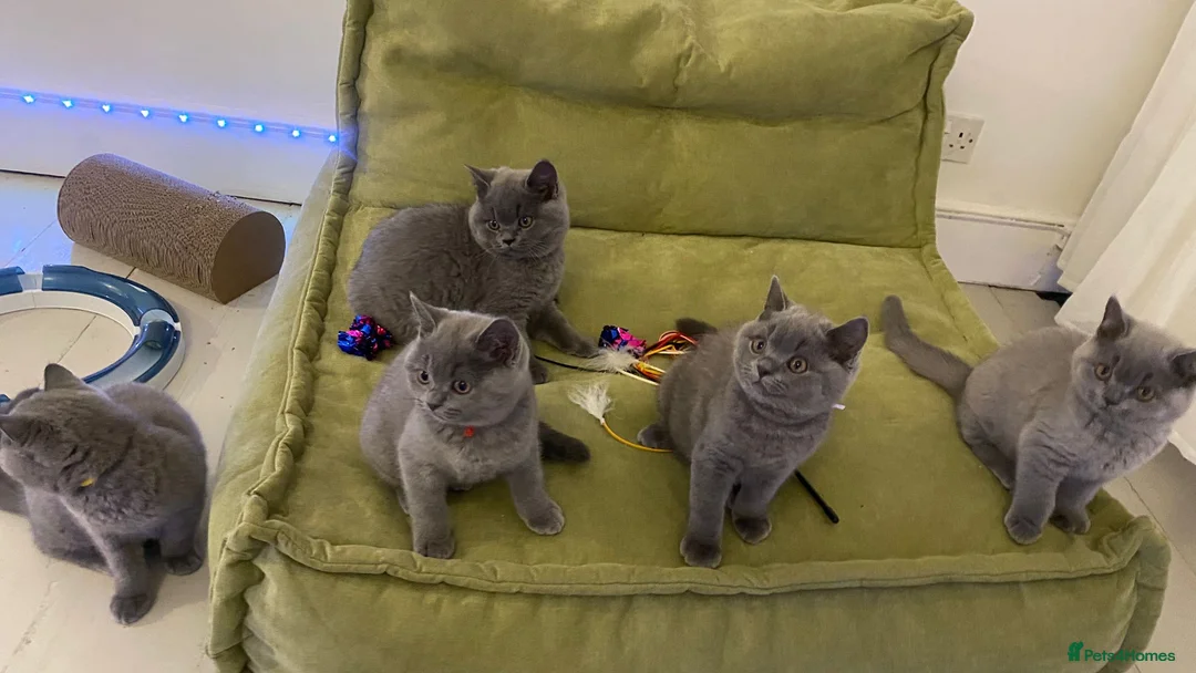 British Shorthair cats for sale: GCCF registered British shorthair kittens  - Advert 6