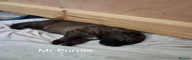 Mr Purple