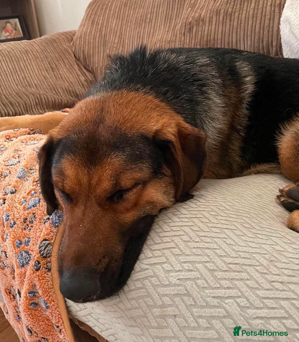 Mixed Breed dogs Beau is a big beautiful goofy boy  - Advert 2