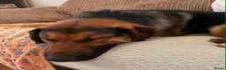 Mixed Breed dogs for adoption: Beau is a big beautiful goofy boy  in Mexborough - Advert 2