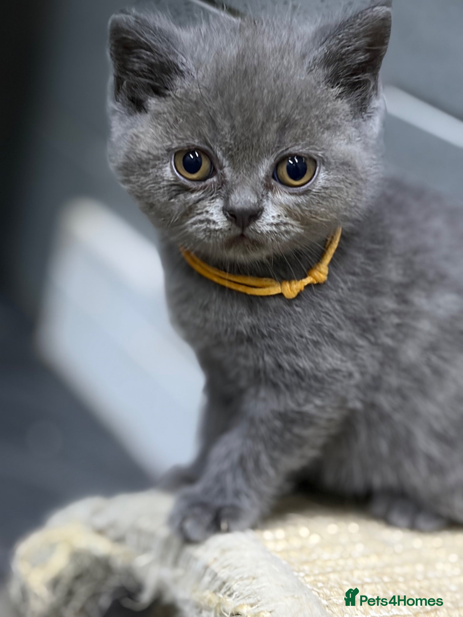 British Shorthair cats Beautiful British short haired kittens  - Advert 5
