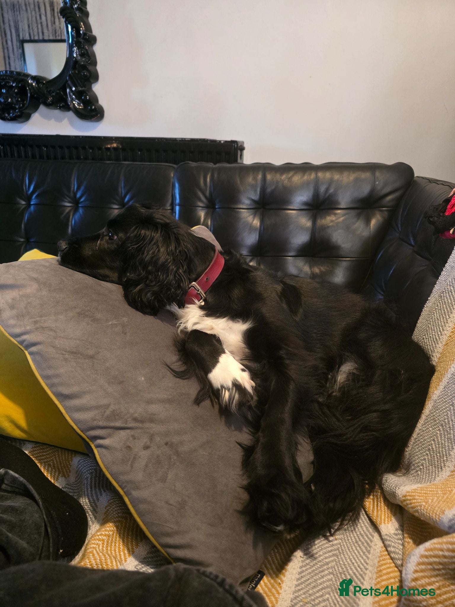 Cocker Spaniel dogs 4 year old cocker spaniel shadow - Advert 1