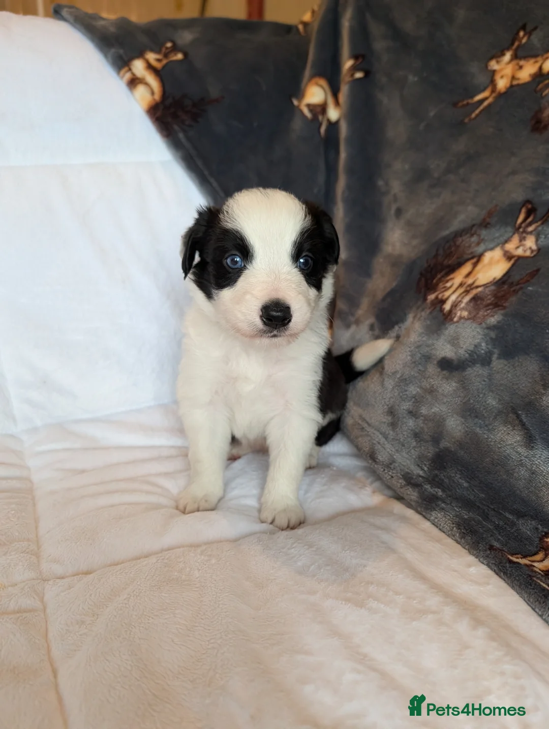 Border Collie dogs for sale: Traditional border collie puppies - Advert 8
