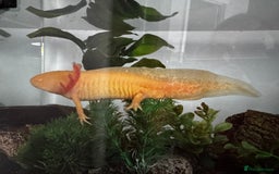 Axolotl reptiles for sale: Axolotl Golden type - Advert 2