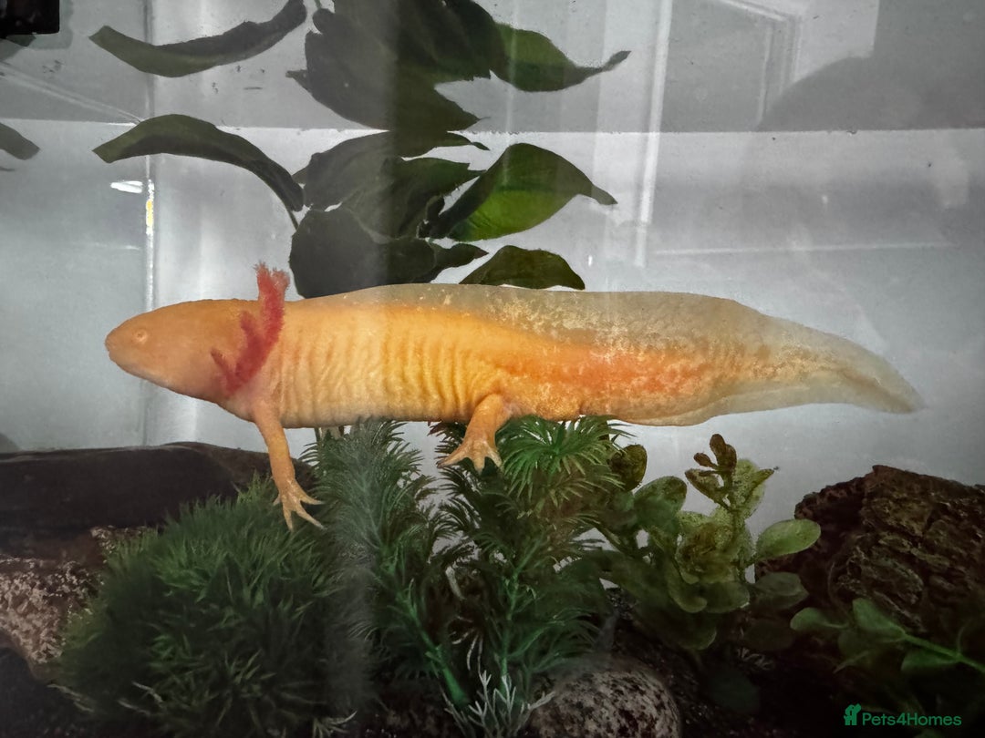 Axolotl reptiles for sale: Axolotl Golden type - Advert 2