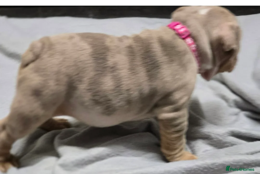 English Bulldog dogs for sale: puppies for sale last 2 girls on near offer  - Advert 13